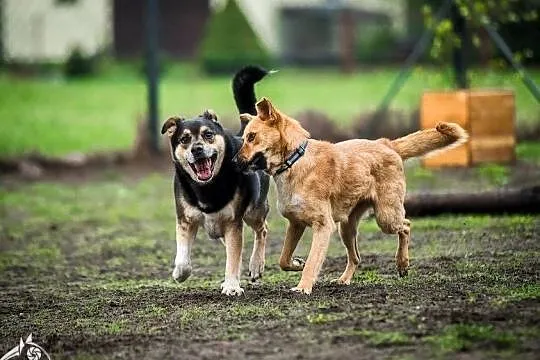 Lorka ma cztery łapy, które chcą biec już do własnej chaty, , Wrocław