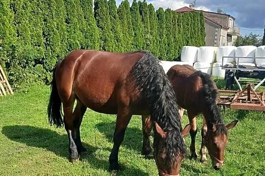 Klacz zrebna ze zrobko, Podlaskie, Łapy