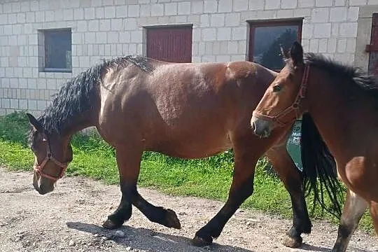 Klacz zrebna ze zrobko, Podlaskie, Łapy