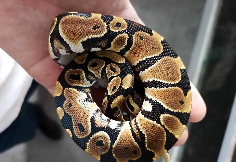 Pyton królewski (Python regius) - różne odmiany, Małopolskie, Kraków