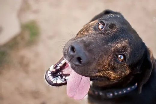Energiczny, wesoły Rambo do adopcji,  Kundelki cał