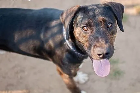 Energiczny, wesoły Rambo do adopcji,  Kundelki cał