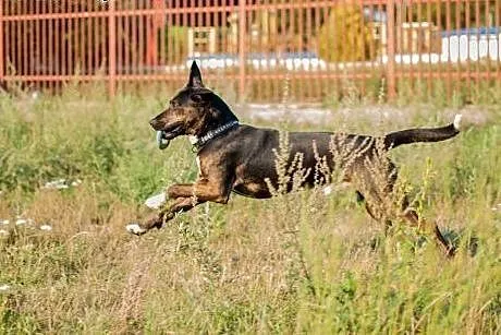 Energiczny, wesoły Rambo do adopcji,  Kundelki cał