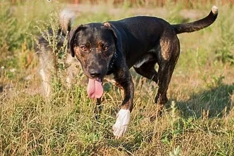 Energiczny, wesoły Rambo do adopcji,  Kundelki cał