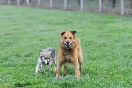 Czy to jutro, czy to dziś rpokocha Cię  Teddy miś,