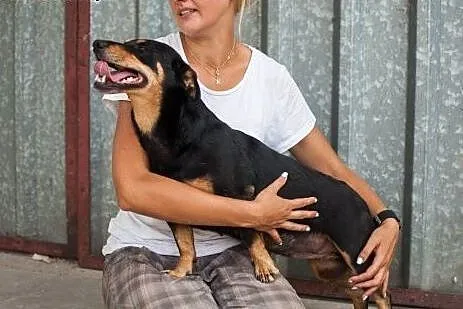 Skrzywdzona Molly szuka domu,  łódzkie Łódź