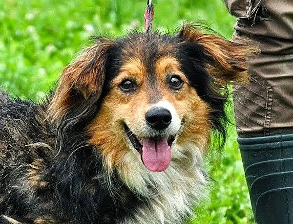 Tadeusz - pies z charyzmą :)
