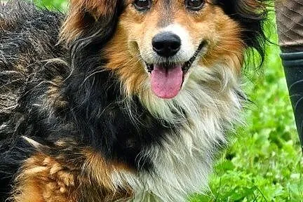 Tadeusz - pies z charyzmą :)