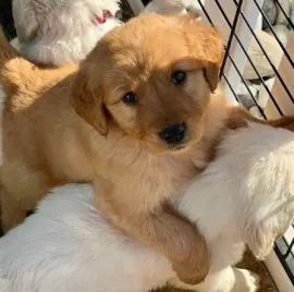 Czysto białe i urocze szczenięta Golden Retriever.