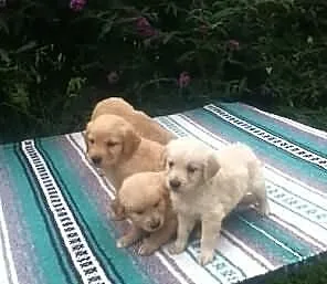 Atrakcyjne Szczenięta Golden Retriever