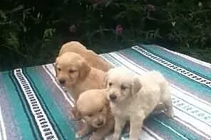 Atrakcyjne Szczenięta Golden Retriever