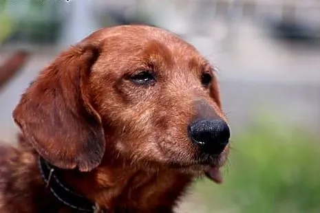 Herbuś- pełen radości psiaczek do adopcji!,  mazowieckie Nowy Dwór Mazowiecki