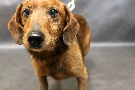 Herbuś- pełen radości psiaczek do adopcji!,  mazow