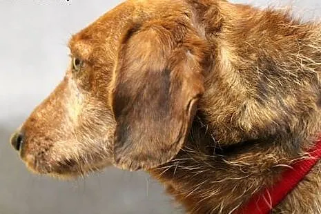 Herbuś- pełen radości psiaczek do adopcji!,  mazow
