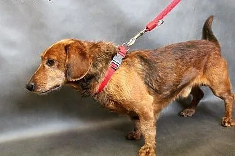 Herbuś- pełen radości psiaczek do adopcji!,  mazow