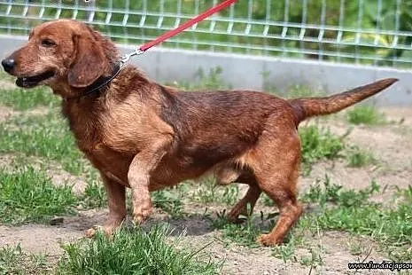 Herbuś- pełen radości psiaczek do adopcji!,  mazow