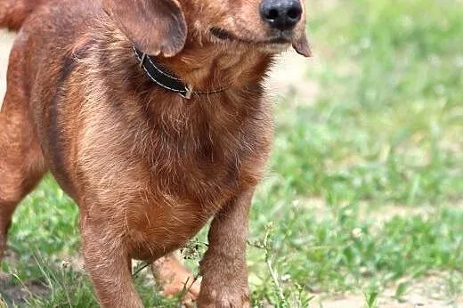 Herbuś- pełen radości psiaczek do adopcji!,  mazow
