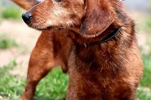 Herbuś- pełen radości psiaczek do adopcji!,  mazow
