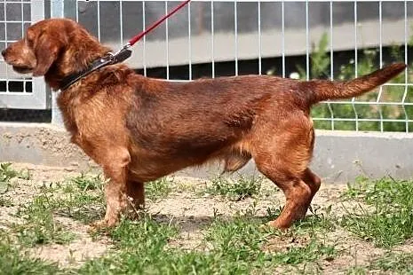 Herbuś- pełen radości psiaczek do adopcji!,  mazow