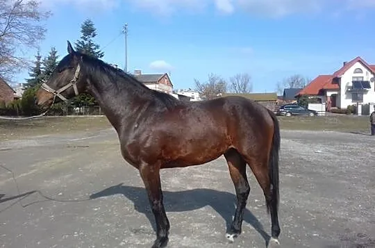 Ogier rasy małopolskiej- BEMOL, , 