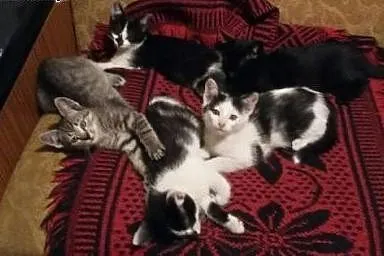 Kocięta do adopcji,  małopolskie Tarnów