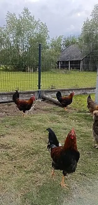 Koguty Silki i Włoszki, Podkarpackie, Tarnobrzeg