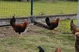Koguty Silki i Włoszki, Podkarpackie, Tarnobrzeg