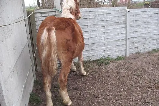 Piękna klacz zimnokrwista 10 m-cy