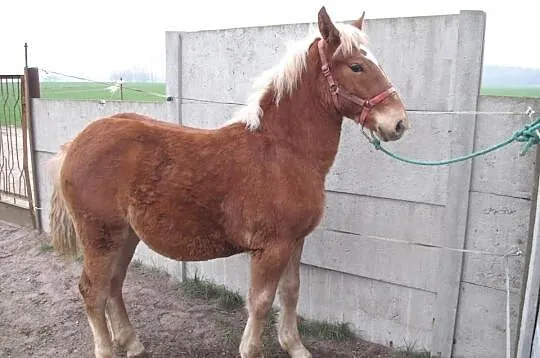 Piękna klacz zimnokrwista 10 m-cy