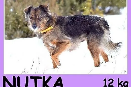 12 kg, bardzo łagodna, spokojna, grzeczna sunia NUTKA.Adopcja,  małopolskie Kraków