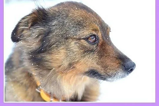 12 kg, bardzo łagodna, spokojna, grzeczna sunia NU