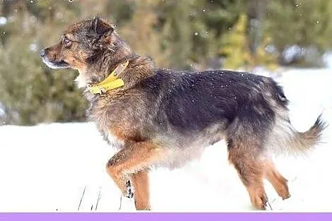 12 kg, bardzo łagodna, spokojna, grzeczna sunia NU