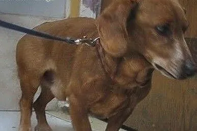 10 letni osierocony jamniczek szuka nowego domu. ,