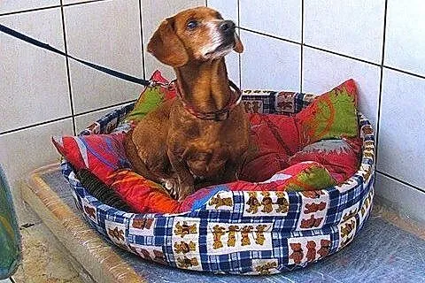 10 letni osierocony jamniczek szuka nowego domu. ,