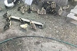 Sprzedam kaczki pekinki