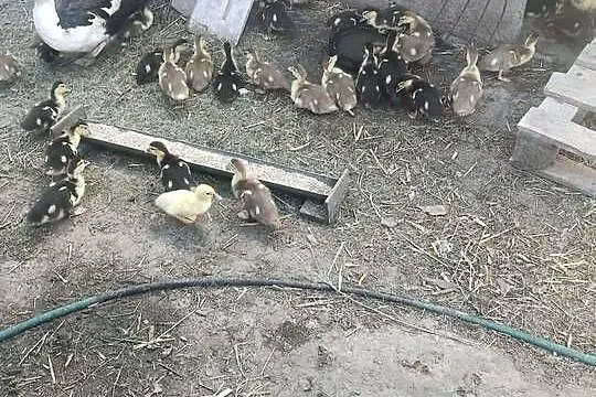 Sprzedam kaczki pekinki