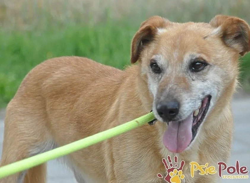 KARUŚ-starszy rudy psiak-5 lat w schroniskach, prosimy o dobry dom, adopcja, Małopolskie, Kraków