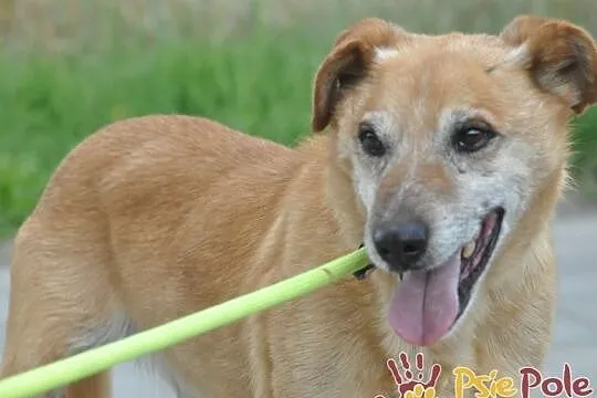 KARUŚ-starszy rudy psiak-5 lat w schroniskach, prosimy o dobry dom, adopcja, Małopolskie, Kraków