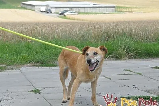 KARUŚ-starszy rudy psiak-5 lat w schroniskach, prosimy o dobry dom, adopcja, Małopolskie, Kraków