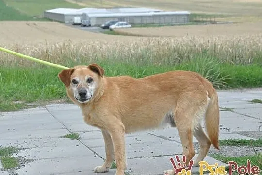 KARUŚ-starszy rudy psiak-5 lat w schroniskach, prosimy o dobry dom, adopcja, Małopolskie, Kraków