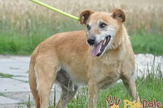 KARUŚ-starszy rudy psiak-5 lat w schroniskach, prosimy o dobry dom, adopcja, Małopolskie, Kraków