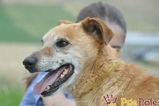 KARUŚ-starszy rudy psiak-5 lat w schroniskach, prosimy o dobry dom, adopcja, Małopolskie, Kraków