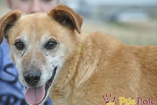 KARUŚ-starszy rudy psiak-5 lat w schroniskach, prosimy o dobry dom, adopcja, Małopolskie, Kraków