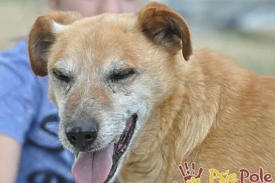 KARUŚ-starszy rudy psiak-5 lat w schroniskach, prosimy o dobry dom, adopcja, Małopolskie, Kraków