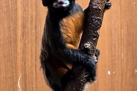 Tamaryna czerwonobrzucha
