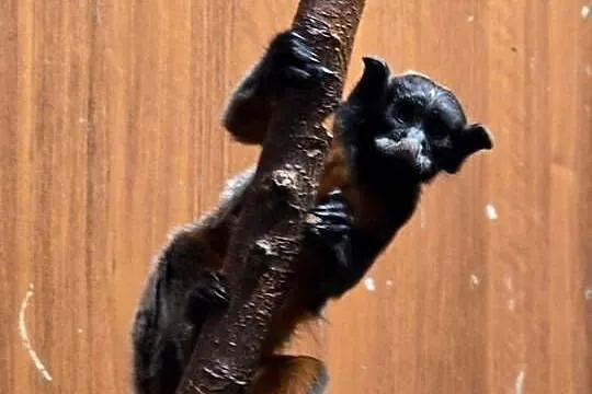 Tamaryna czerwonobrzucha, Mazowieckie, Siedlce