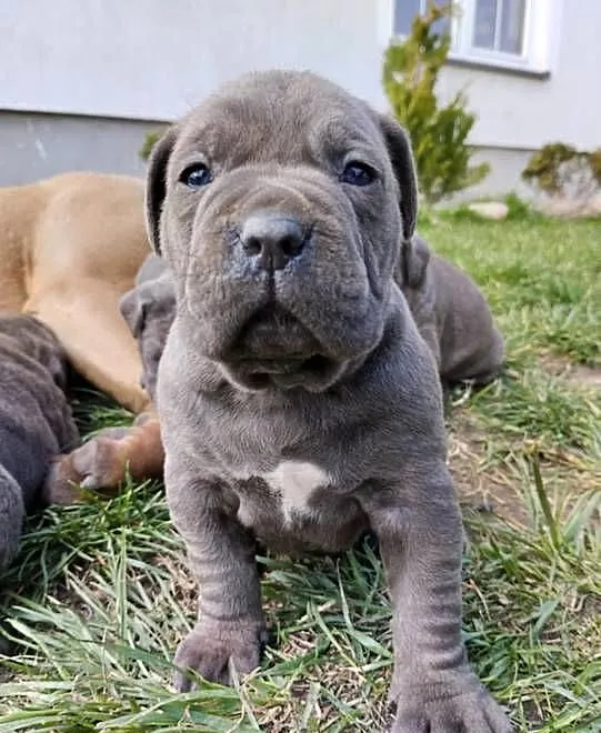 Piękne szczenięta Cane Corso Italiano, Świętokrzyskie, Stara Zagość