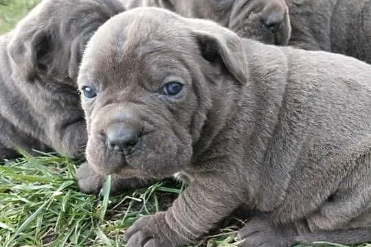 Piękne szczenięta Cane Corso Italiano, Świętokrzyskie, Stara Zagość