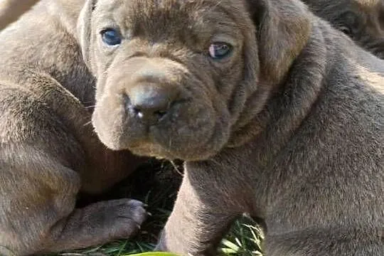 Piękne szczenięta Cane Corso Italiano, Świętokrzyskie, Stara Zagość
