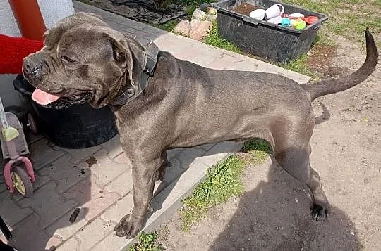 Piękne szczenięta Cane Corso Italiano, Świętokrzyskie, Stara Zagość
